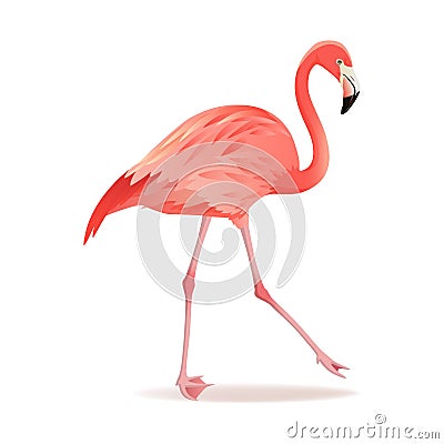 Red and pink flamingo vector illustration. Cool exotic bird walking decorative design elements collection. Flamingo Vector Illustration