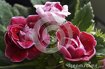 Red and pink flowers - Gloxinia Sinningia Hibrida Stock Photo