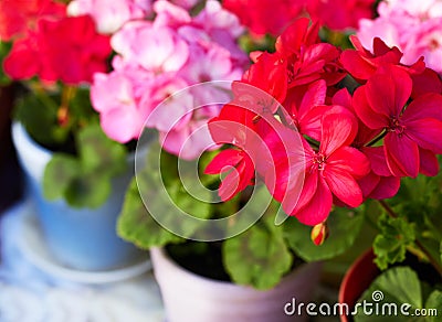 Red and pink geranium garden flowers in clay flowerpots, macro Stock Photo