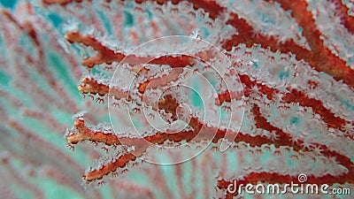 Red pink gorgonian coral close up on the branch to spot and see the polyps out Stock Photo