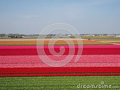 Tulip fields in bloom in Holland Stock Photo