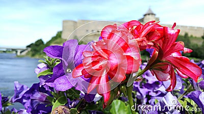 Red-pink Pelargonium against the background of a blue petunia, an ancient fortress and a river. Stock Photo