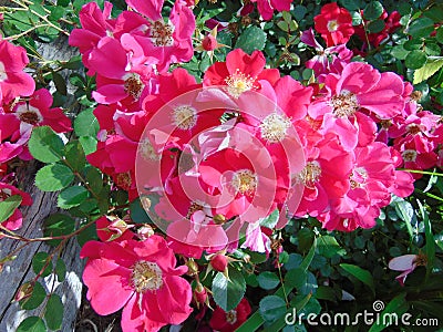 Red-pink rose in summer garden Stock Photo