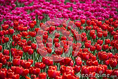 Red and pink tulips in field of tulips Stock Photo