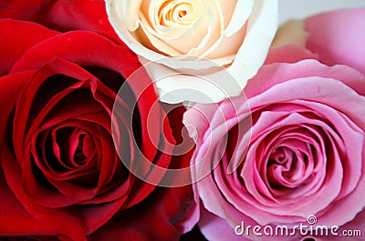 Red, pink and white roses Stock Photo