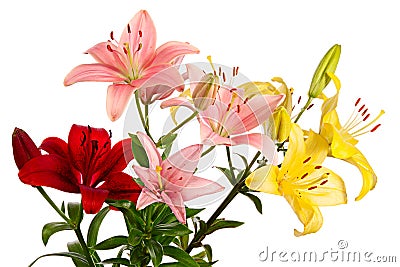 Red, pink and yellow flowers. Lilies on white background Stock Photo