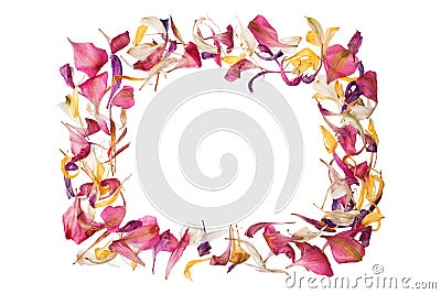 Red, pink, yellow, white flower petals frame on white background isolated close up text place, bright colored flower petals border Stock Photo