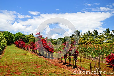 Red plants on a pineapple plantation Editorial Stock Photo