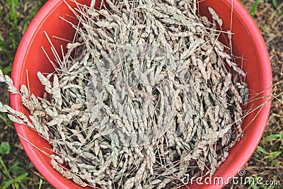 Red plastic bowl with spikelets of grass. View from above Stock Photo