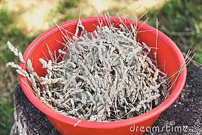 Red plastic bowl with spikelets of grass. View from above Stock Photo