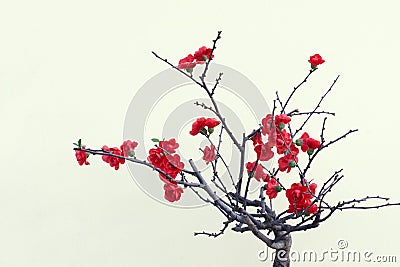 Red plum blossom Stock Photo