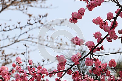 Red plum blossom Stock Photo