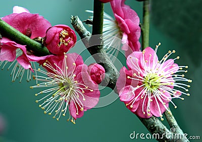 Red Plum flower Stock Photo