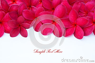 Red Plumeria Frangipani Flower with Stock Photo