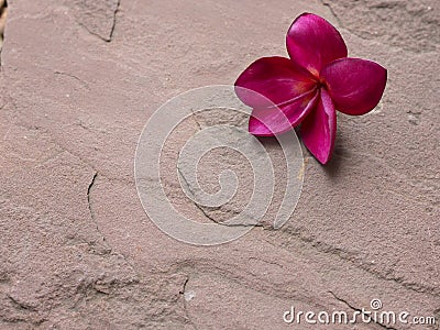 Red plumeria on Sand stone floor Stock Photo