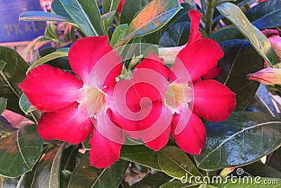 Red plumia flowers blooming Stock Photo