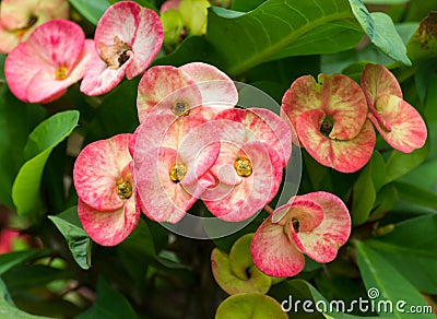 Red Poi Sian flowers Stock Photo