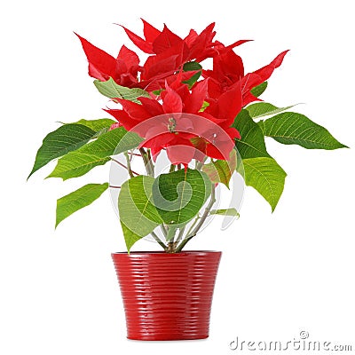 Red Poinsettia Stock Photo