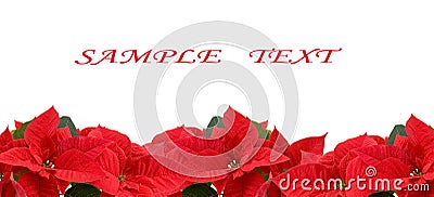 Red poinsettia Stock Photo