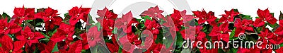 Red poinsettia Christmas flowers horizontal seamless pattern Stock Photo