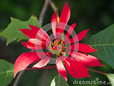 Red Poinsettia Close-up Stock Photo