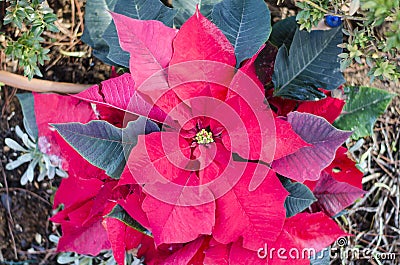 Red Poinsettia Flower, Euphorbia Pulcherrima, Nochebuena christmas flower. Athens, Greece Stock Photo