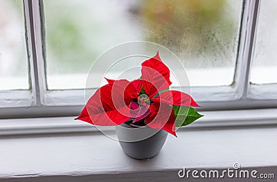 Red poinsettia flower on the window sill. Christmas star plant Stock Photo