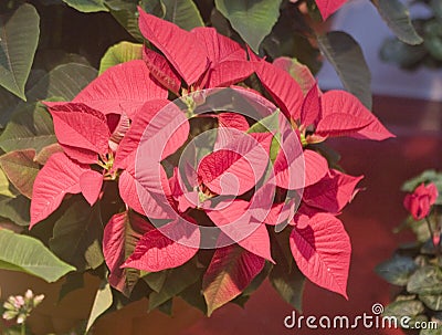 Red Poinsettia Flowers Stock Photo