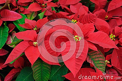 Red poinsettia flowers closeup Stock Photo