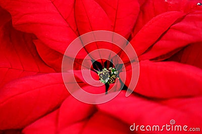 Red Poinsettia for the season... Stock Photo