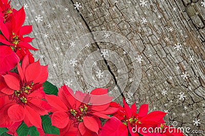 Red poinsettia and snow Stock Photo