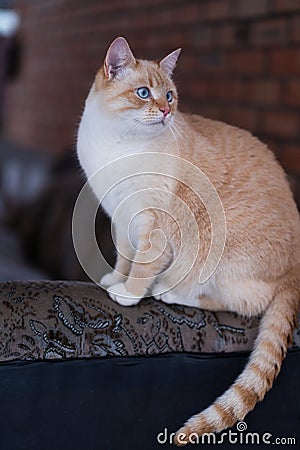 Red Point domestic cat (Thai Siamese) playing in the garden at winter time Stock Photo