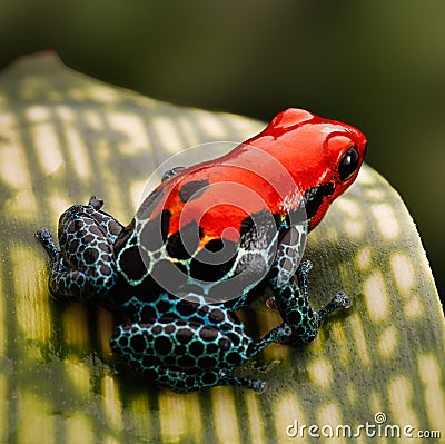 Red poison dart frog Peru rain forest Stock Photo