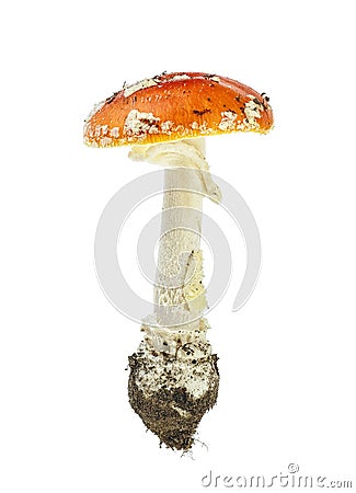 Red poison mushroom isolated on white background. Amanita muscaria, fly agaric Stock Photo