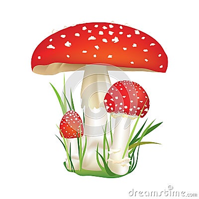 Red poison mushroom isolated on white background. Cartoon Illustration