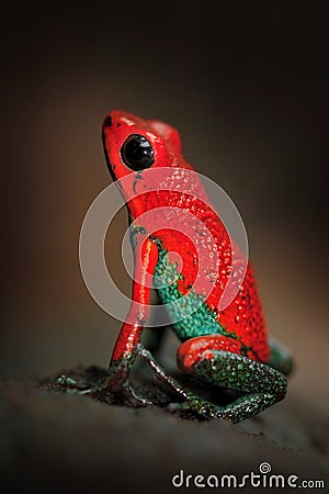 Red Poisson frog Granular poison arrow frog, Dendrobates granuliferus, in the nature habitat, Costa Rica. Beautiful exotic animal Stock Photo