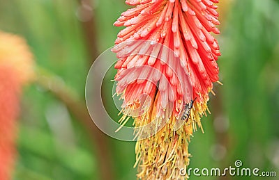 Red poker flower with a wasp Stock Photo