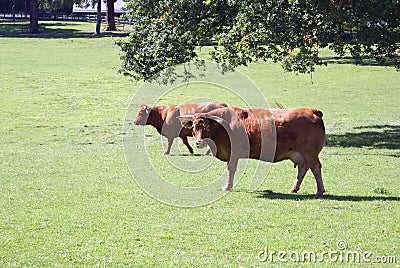 Red Poll cattle Stock Photo