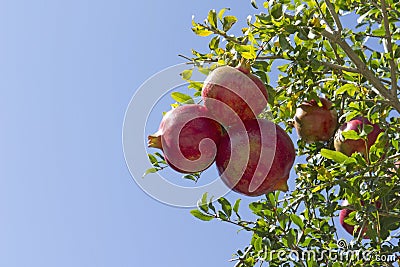 Red pomegranates in tree Stock Photo