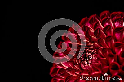 Red pompon dahlia on a black background lower left corner Stock Photo