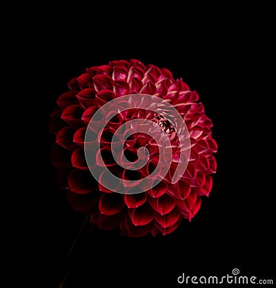 Red pompon dahlia centered on a black background Stock Photo