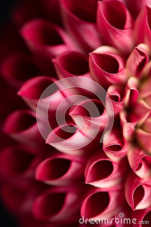 Red pompon dahlia petals close up profile facing Stock Photo