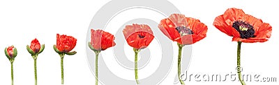 Red Poppies Stock Photo