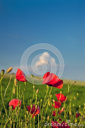 Red poppies on background of green field Stock Photo