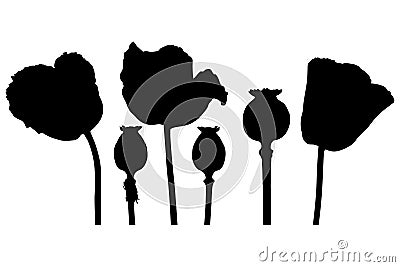 Red poppies black silhouettes Vector Illustration