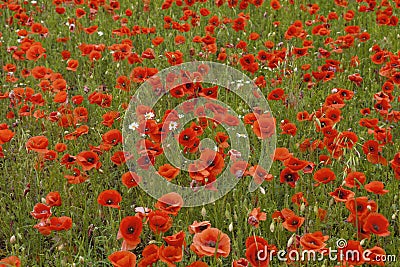 The red poppies close-up in summer time Stock Photo