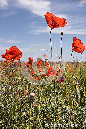 A red poppy on the background of a blue sky Stock Photo