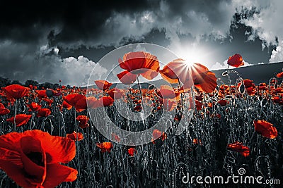 Red poppies in the field Stock Photo