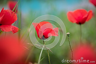 Red poppies field, vibrant poppy close up. symbol of life, remembrance and death, love and success Stock Photo