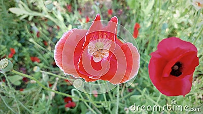 Red poppies flowers in a green field. Bright weed background Stock Photo